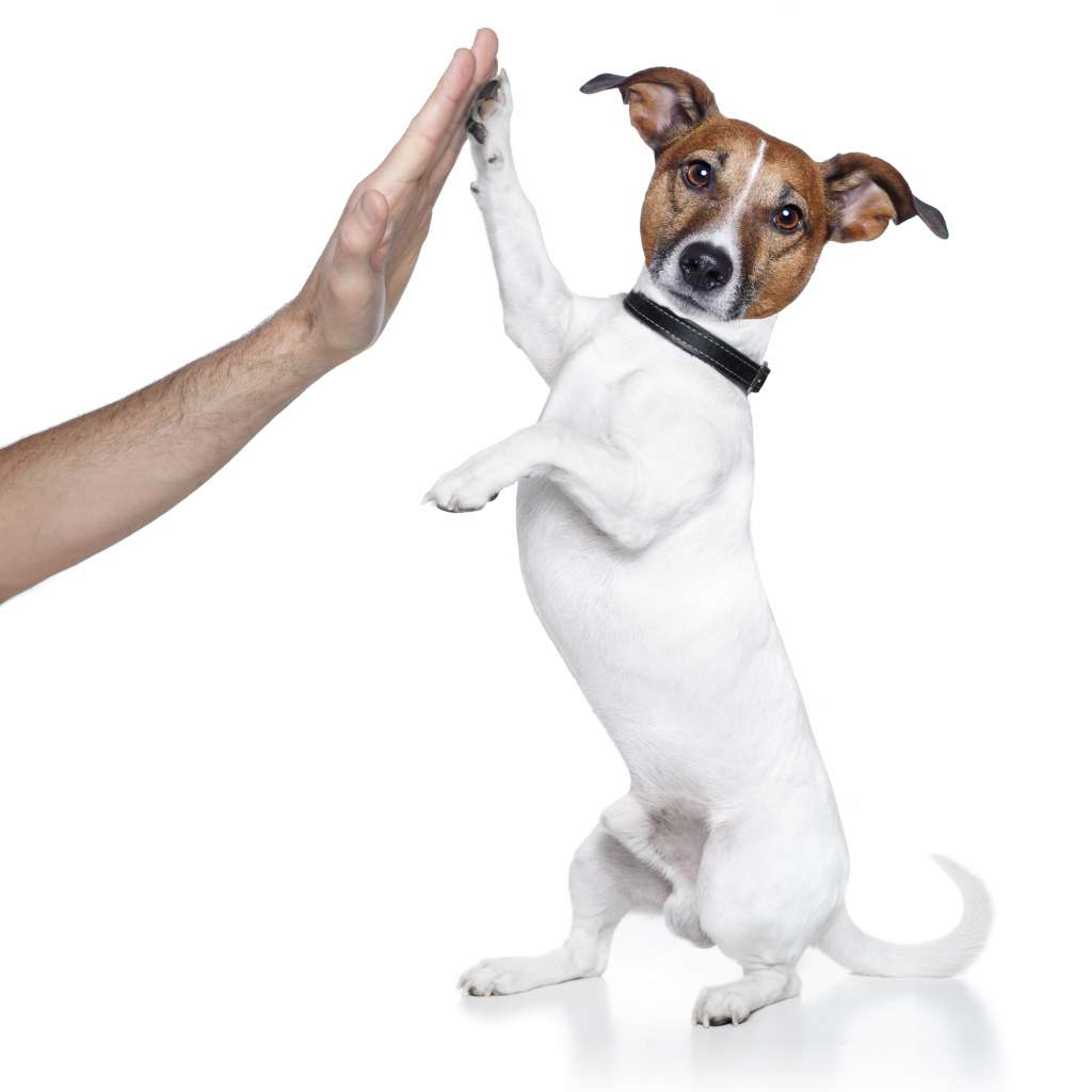 Bed Bug Dog Westchester